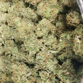 Medical Island Sweet Skunk